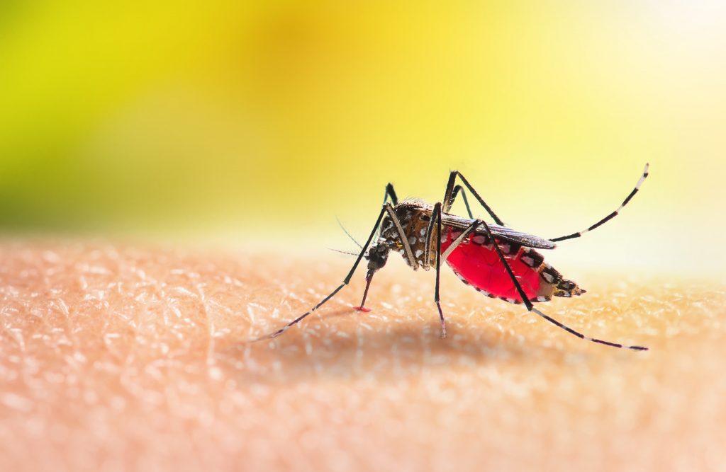 Dengue: Como se Prevenir em Meio ao Avanço Alarmante